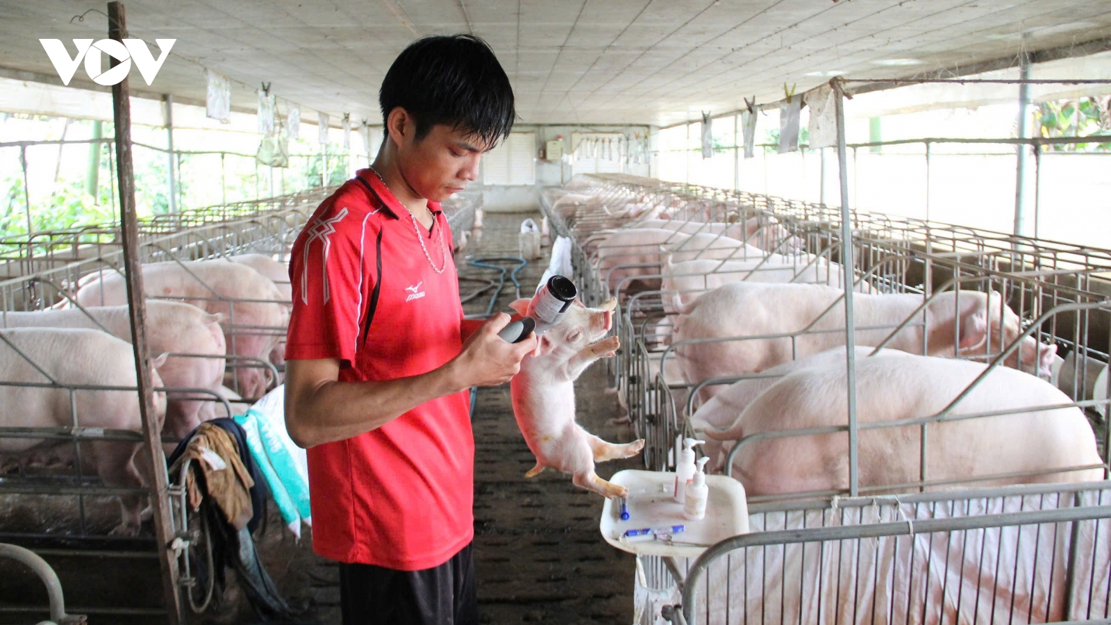 Đắk Lắk nguy cơ tái phát và lây lan dịch bệnh trên đàn vật nuôi vẫn cao